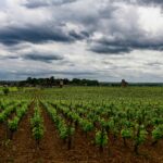 When Tradition Meets Heat: Will Burgundy Continue Refusing to Blend?