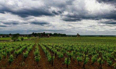 When Tradition Meets Heat: Will Burgundy Continue Refusing to Blend?