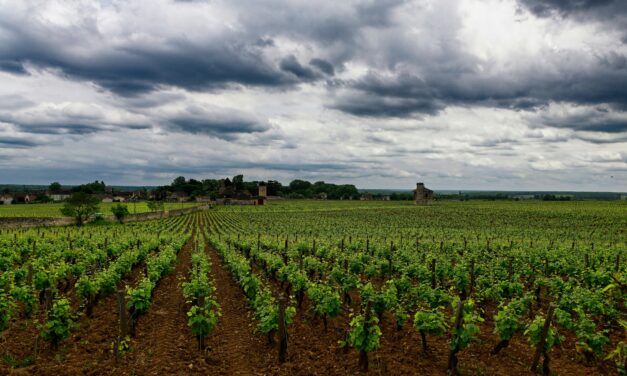 When Tradition Meets Heat: Will Burgundy Continue Refusing to Blend?