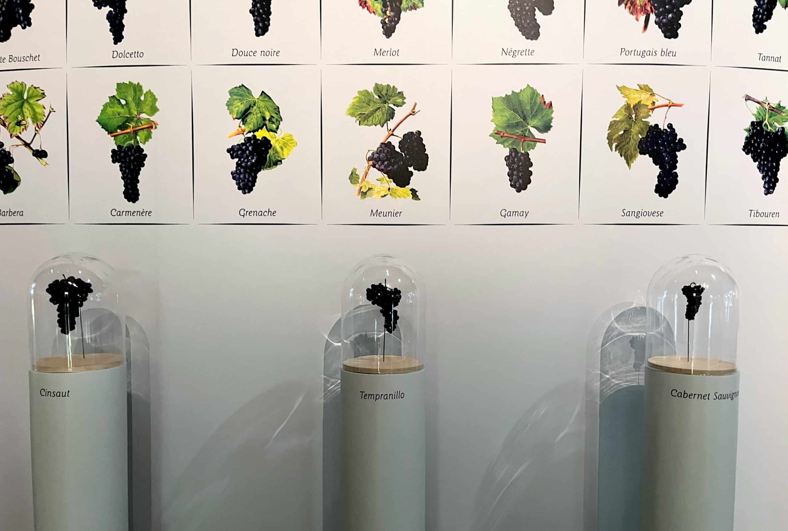 Grape varieties cite du vin