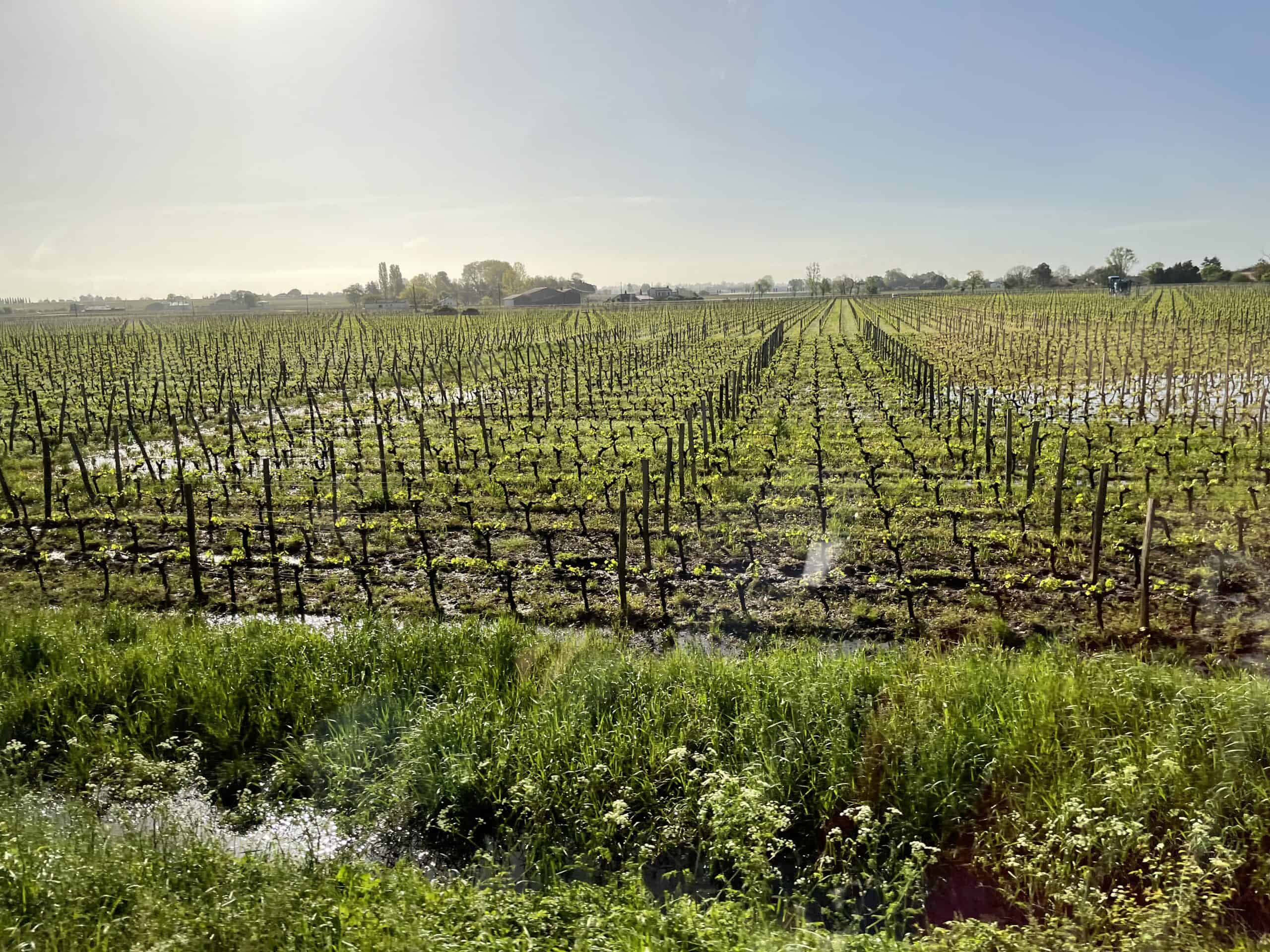 Bordeaux Vineyards